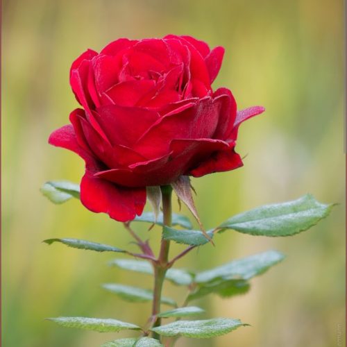 Screenshot_20250620_114715_Chrome